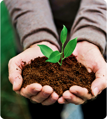 environmental-conservation-plant-sustainability 1
