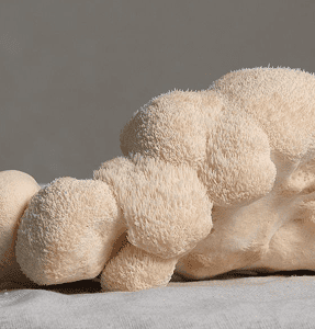 Lion’s Mane Mushrooms