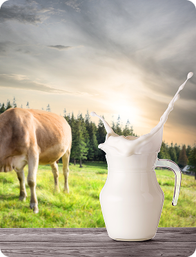 splash-jug-milk-beige-cow 1