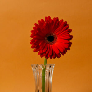 Gerbera Flowers
