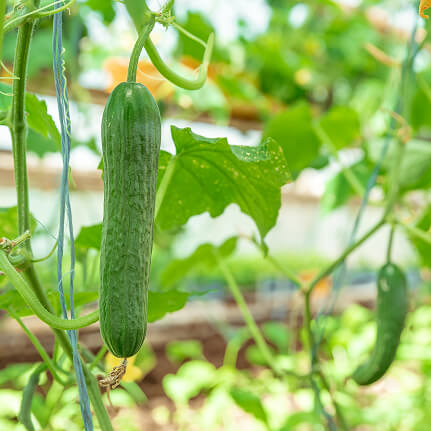 cucumbers-growing-greenhouse-copy-space 1