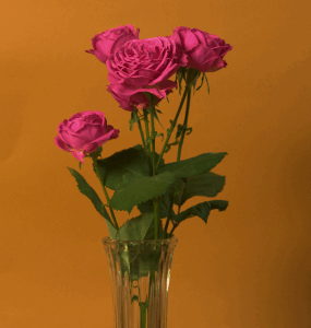 Spray Roses